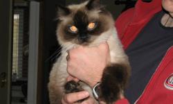 "Nestor" is a gorgeous 1 year old blue-eyed male Himalayan-Ragdoll. He has been neutered, declawed, and is up-to-date on his vaccinations and deworming.  He is very affectionate, loves other cats as well as dogs. Great with children.  He must go to a