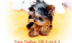 OMG...Gorgeous Gorgeous baby doll tiny little girl available, Tasha has such a incredible little baby doll face, short short little nose,big eyes that are spaced far apart,thick silky coat she is only 4 inches long by 4 inches tall she is a little gem !