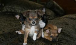Ready for there new home; Purebred Chihuahua reduced price.
These puppies are very sociable, home raised w / small children, both parents on side, mother and father weight 5 lbs, puppies are 11weeks old, (males & females) Up-date with their needles and