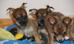 Ready for there new home; Purebred Chihuahua puppies, raised with lots of love, well socialized with small children and other animals, parents on side, mother and father weight 5 lbs, comes with one set vaccine, dewormed three times and written health