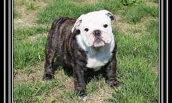 Gorgeous Champion Sired English Bulldog Puppies available
 
Puppies are CKC (Canadian Kennel Club) Reg'd, de-wormed, vaccinated, micro-chipped, vet checked twice with a 1 year written guarantee.
 
Puppies are well socialized and will our leave our loving