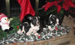 This is a litter of 1 male and 4 females. Dad is a French Bulldog and Mom is a Boston Terrier. These puppies will grow to a weight of approx. 25 pounds.
They are very cute, happy and affectionate puppies that just love being with people and other pets.