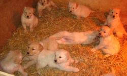 Gorgeous Golden Retriever Puppies
         Vet health inspected , Double deworming. and first set of shots.
          Home to both parents, Experienced breeder of 10 years.
          Both males and females avail. in various shades.
          Ready for