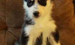 Stunning purebred husky puppies available to new homes now at 8 weeks old! They were born on November 16. There are 2 males and 3 females available at this time. We have puppies with 2 blue eyes, 1 blue and 1 brown, or both brown. We are welcoming visits