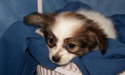 Absolutely adorable female papillon x chihuahua, very loving & playful disposition. Loves to play with her toys and then settle in for her nap right beside you. Mom is a Tri -color papillon and dad is a cream color chihuahua, parents have excellant