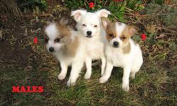 We have 5 gorgeous Pomeranian/ Chihuahua puppies: 3 males and 2 females born Oct.1.
Dad is Pomeranian and Mom is Chihuahua and these puppies will grow to between 5-7 pounds. They are cute, funny and very playful and are excellent for family pets or