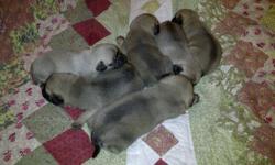 6 Beautiful Pure Bred Pug Pups - 3 Females / 3 Males. Both parents on site. Please contact Drew at 905-242-5299.