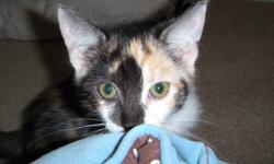 Dixie and Ditto are two super adorable little girls looking for their forever homes!  They are the last two from a litter that came into Holly's Hopes care.
 
Dixie is a typical spunky calico kitten who loves to play, play, play and then will snuggle on
