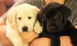 2 beautiful pure Labrador Retriever puppies left! 7 weeks old.
 
One white (very very pale yellow) male and one black female. Just $600! They have had their first vaccines, deworming, Advantage flea/tick protection, and vet check. They come with an