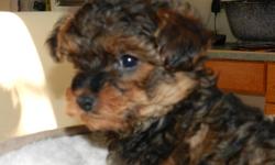For sale a stunning male pup,YORKIE POO.
This small male is the cross of a 3 lb teddy bear face dad Yorkshire terrier with a 7/8 lb red poodle mom. PICASSO is a pick of the litter and dad is on site.
This adorable puppy has had 2 sets of shots, a vet.