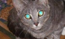 This gorgeous cat was found abandoned along with another affectionate and friendly cat in a mostly-feral cat colony near an apartment complex in Dartmouth.  Although she's a little shy, Graycie's very affectionate once she gets to know you. She likes to