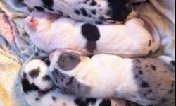 Born Dec 9, 2011 will be ready to go beginning of February. Mother is American kennel club registered harlequin and father is Canadian harlequin. 5 females and 4 males available in an assortment of colors. Currently have 3 blacks, one Merle, and the rest