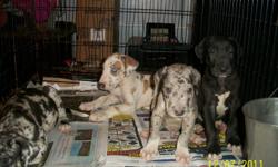 Litter of 4 Great Dane Puppies
shots Dec 19....
 3 boys 1 girl
 1 fawnquin male- (one blue eye one green eye)
 1 black/some white male-sold
 1 blue merle male-sold
 1 blue merle female
Mother passed away due to birth complications ....
hand raised babies