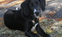 Beautiful pure Great Dane female without papers. She is sweet and gentle as she was raised with kids and cat. A separation has made it necessary to find her a loving home.
She has all shots, and is in perfect health. Fully house trained as well as sit,
