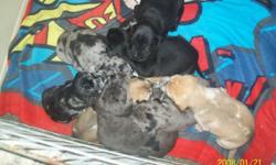 3/4 Great Dane 1/4 Husky puppies...7 female and 3 males for sale. These are absolutely beautiful dogs, must go to right home. They are a large dog with a very gentle demeanor!! They are all looking for a forever home. A $200.00 non-refundable deposit will