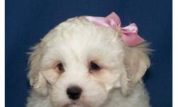 Non shedding Bichon x Cocker puppy- only one female available !! Super friendly and playful, they are wonderful family dogs as they are great with children of all ages. They mature to 11-12 inches and will weigh about 16-20 lbs. They have a soft wavy