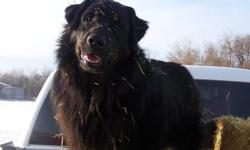 Moose is a 5 year old Newfoundlander x Rottweiller, neutered male. Current he lives at the Humboldt SPCA but my family fostered him for Christmas holidays on our farm. He is an awesome dog and the only reason we are not able to keep him is that we already