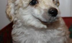Male Pure bred Toy poodles.
These babies are ready to go now.
 
Mom and Dad are both purebred toy poodles.
These puppies are being home raised and in contact with kids and other dogs.
Pee pad training in progress.
They will go to their forever homes with