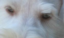 Check out the eyes of this beauty!!  That's why I named him "Emerald"!!   He has a long and lush coat. 
 
Emerald is a male CKC registered white chocolate (green eyes with brown nose).  He is extremely gentle and is easy to train.  He is well on his way