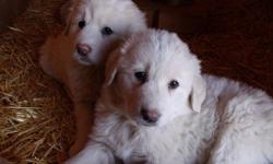 Reduced in price .....
 
Breed: Great Pyrenees / Maremma  Quantity: 4
 
Only 4 Great Pyrenees / Maremma puppies left out
of a litter of 7
Colour: white
These dogs are very nicely for kids.
They are affectionate but do not jump.
These dogs have been raised
