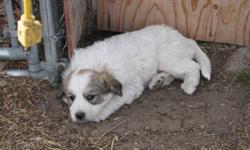We are taking deposits on our 9 Great Pyrenees puppies that are for sale. They are 6 weeks old and will be ready to go after 9 weeks, October 22. They will have their first shots and will be ready for their new homes.
 
They are socialized to a variety of