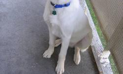 Excellent Puppy & Great Temperment
5 months Old/male
55 lb
Great with kittens/cat
children/people
Has had all needles & tags
Vet Papers
House trained
Basic training
Comes with teething toys & food
Needs a house with fenced in backyard
Come  meet him &