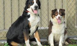 Dad is a Rare Greater Swiss Mountain Dog( the same as the Bernese mountain dog but with a short coat ) and mom is a highly intelligent Australian Shepherd, both parents are here to meet along with the puppies.  Puppies are vetted with first