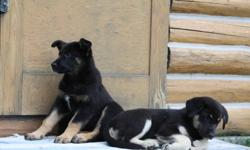 **********ADOPTED*************
 
 
Two well-socialized female pups are ready for their new homes!
Adoption price includes first vaccination and deworming.
 
If interested, please proceed to website Paws For A While Animal Rescue
