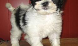 Havanese are companion dogs and are very social with people and other pets. They are gentle and responsive. Excellent with children. Very attached to their families. Playful, high degree of intelligence. They do well in obedience class.
They are good for