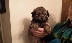 Havanese Cross Puppies
Males and Females avaialable
8 weeks old
vet checked
shots
dewormed
free vet check and 6 weeks free pet insurance
family raised on the ome
excellent with young children
very low - non shedding coats
very smart and loyal breed