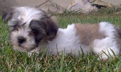 Non shedding - Beautiful little Havanese  puppies.  Not registered.   Have their shots, dewormed, health guaranteed and ready for a family to love.  Non shedding, non alergetic lovely little family pets.  Great with children and other pets.  Happy little
