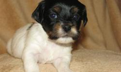 Havanese Puppies they are hypo-allergenic, wonderful pups who love affection, 2 females, 1 male, dewormed, vet checked, 1st shots, health guarantee.