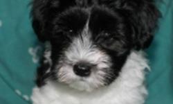 1 Girls & 2 Boys, dewormed, vet-checked with accompanying first shots.
 
High quality Havanese puppies with champion bloodlines. Additional pictures of current litter and previous litters can be found on our website.
 
Puppies are 12 weeks and ready to go
