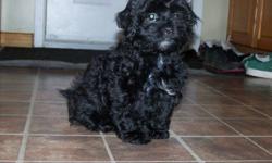 Adorable Havanese/shih tzu X puppies for sale 
1 females and 3 males, they are mostly black so they always look nice and clean!! non-shedding too. They will only grow to be around 8-12 pounds
vet checked, dewormed, and first shots
very socialized with