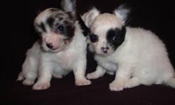 These two little boys are just soooo darn cute! Happy Healthy playful little pups.They are 6 weeks old and will be ready to go at 8 weeks.Both Long Coats.Will be vet checked 1st shots dewormings and have health guarantee.Also will come with for FREE by my