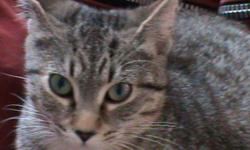1 YEAR OLD GREY TABBY CAT, SPAYED FEMALE.
LAST SEEN IN THE MOUNT PLEASANT AREA ON BLAND LINE.
LIGHT GREY WITH DARKER GREY MARKINGS, SOME BROWNISH AREAS AROUND HER NECK. & SOME WHITE ON HER BELLY. LAST SEEN AUG 11TH ON BLAND LINE.
HER NAME IS MITCHIE AND