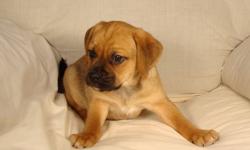81/2 week old Puggle puppy for-sale, high energy and fun loving for the family.