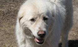 "HILARY-BELLA" approx. 6-7 yrs old female Great Pyrenees. She was found as a stray on Hwy #1, west of Headingley. She's very quiet, laid back girl, does well with other dogs/cats. Such a sweetheart! Great Pyrenees require secure visible fencing.
Her
