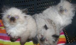 I have adorable Himalayan Kittens for sale. 1 blue point male, 1 seal point female and 1 seal point male born Oct 11. 2 seal Lynx Point females and 2 Blue Lynx Point females born Oct 14 .  All have blue eyes. Kittens are  all  ready to go. They have been