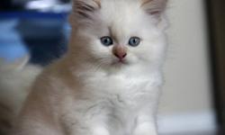 Comes from a Himalayan mom and a Persian dad.
So friendly and ready to go to his new home.
love to play and coddle =)
Don't miss the good deal!
email/txt/call me for viewing