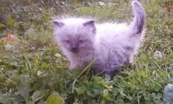 Only Himalayan Ragdoll Kittens left. Mother a purebred seal point Himalayan and Father Purebred chocolate point ragdoll. There are two males and one female left to choose from. The two males are flame point. One is medium coat while the other is a long