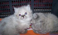 I have some beautiful Himalayan Kittens for sale. There are 3 male seal points, 1 male blue point and 1 female seal point. These kittens were born on Oct 11 and will be ready   this weekend when they are 8 weeks old.
Kittens will all have first set of