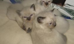 Beautiful Himalayan X Siamese kittens available.
 
2 girls and 3 boys, mother is Sealpoint Himalayan and father is chocolate point Siamese.
 
Kittens come as blue point, chocolate and seal point.
All have beautiful blue eyes
 
Ready to go for Oct 31st.