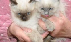 Himi Ragdoll Kittens
Adoption fee $200.00 first shots included, litter trained well socialized.
Ragadolls are natural in shape neither sleek nor stubby body. The coat can be of any colour with white markings mitted white paws only or without any white