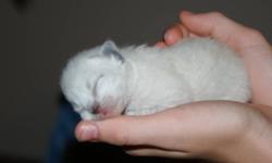 I have purebred(no papers) himilayan kittens that will be available for sale November 25, 2011. There are two female flame point and three female seal/chocolate point, and two male seal/chocolate point. Mother is a chocolate point, and father is a flame