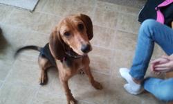 $250.00 or best offer.  We have a female hound dog for sale.  She is crate trained, loves kids and is well behaved.  Unfortunately our son is very allergic and we must try to get her a good home as soon as possible.  She's had her shots and comes with her