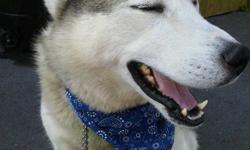 Adult male husky who has had some training. He is great on leash and appears to do well inside. He gets along well with other dogs and is great with kids, loves to get outdoors and go for a walk or run, he would like to find a new family that is active