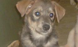 Husky/Lab 2 month old.
Dewormed - Litter trained and child friendly
Hurry....Only 1 MALE left !