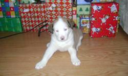 This adorable little guy is looking for his forever home. I have a beautiful blue eyed male husky mix puppy in need of a good home. Ready to go between Christmas and New Years. Very playful and well socialized with our other dogs and children. Being
