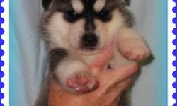 We have 2 litters of Beautiful Husky Puppies !
Litter 1 born September 3rd - 4 boys and 4 girls
Litter 2 born September 10th - 5 boys and 2 girls
 
Puppies are raised in our home and handled with love since birth. They are growing up with children, cats,